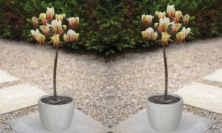 Magnolia Sunrise Standard - One, Two or Three 60cm Bare Roots | Frugl